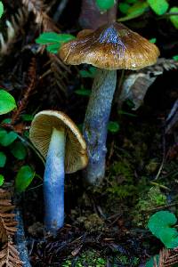 Image of Cortinarius vanduzerensis