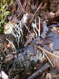 Xylaria hypoxylon image