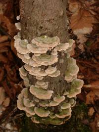 Trametes versicolor image