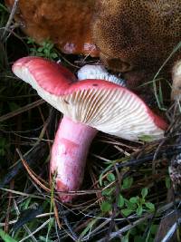 Russula sanguinaria image