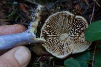 Cortinarius vanduzerensis image