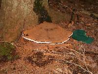 Ganoderma applanatum image