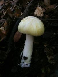 Amanita phalloides image