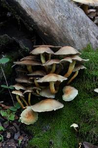 Hypholoma fasciculare image