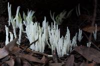 Clavaria fragilis image