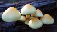 Hypholoma fasciculare image