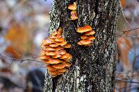 Flammulina velutipes image