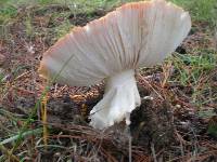 Amanita muscaria image