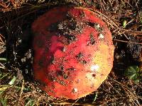 Amanita muscaria image