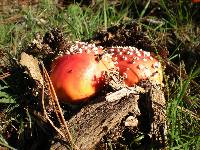 Amanita muscaria image