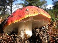 Amanita muscaria image