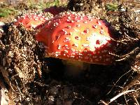 Amanita muscaria image