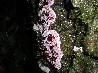 Hydnellum peckii image