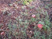 Amanita muscaria image