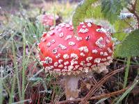 Amanita muscaria image