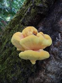 Laetiporus gilbertsonii image