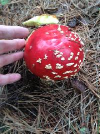 Amanita muscaria image