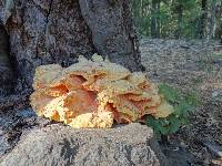 Laetiporus gilbertsonii image