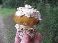 Amanita calyptroderma image