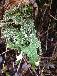 Lobaria pulmonaria image