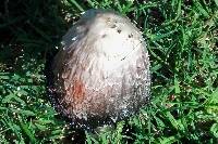 Coprinus comatus image