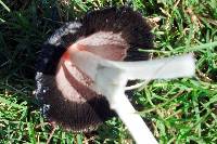 Coprinus comatus image