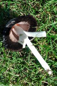 Coprinus comatus image