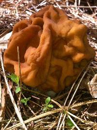 Gyromitra esculenta image