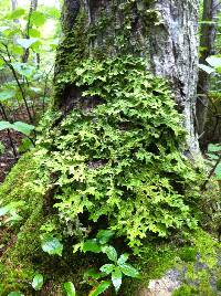 Lobaria pulmonaria image