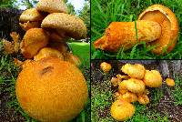 Gymnopilus ventricosus image