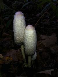 Coprinus comatus image