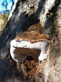 Ganoderma applanatum image