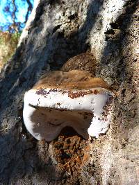 Ganoderma applanatum image