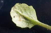 Puccinia lagenophorae image