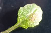 Puccinia lagenophorae image