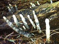 Xylaria polymorpha image