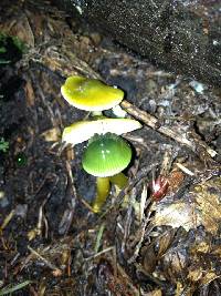 Hygrocybe psittacina var. psittacina image