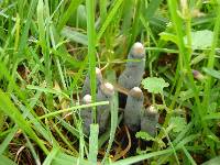 Xylaria polymorpha image