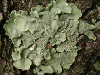 Flavoparmelia caperata image