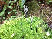 Xylaria hypoxylon image