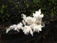 Hericium coralloides image