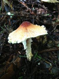 Lepiota magnispora image