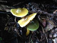 Hygrocybe psittacina var. psittacina image