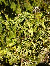 Lobaria pulmonaria image