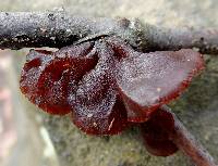 Tremella foliacea image