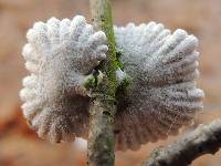 Schizophyllum commune image