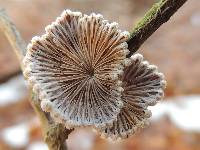 Schizophyllum commune image