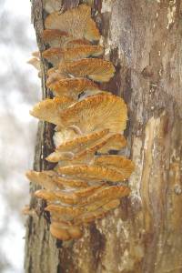 Pleurotus ostreatus image