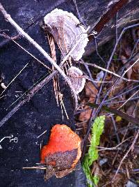 Pycnoporus cinnabarinus image