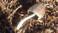 Coprinopsis atramentaria image